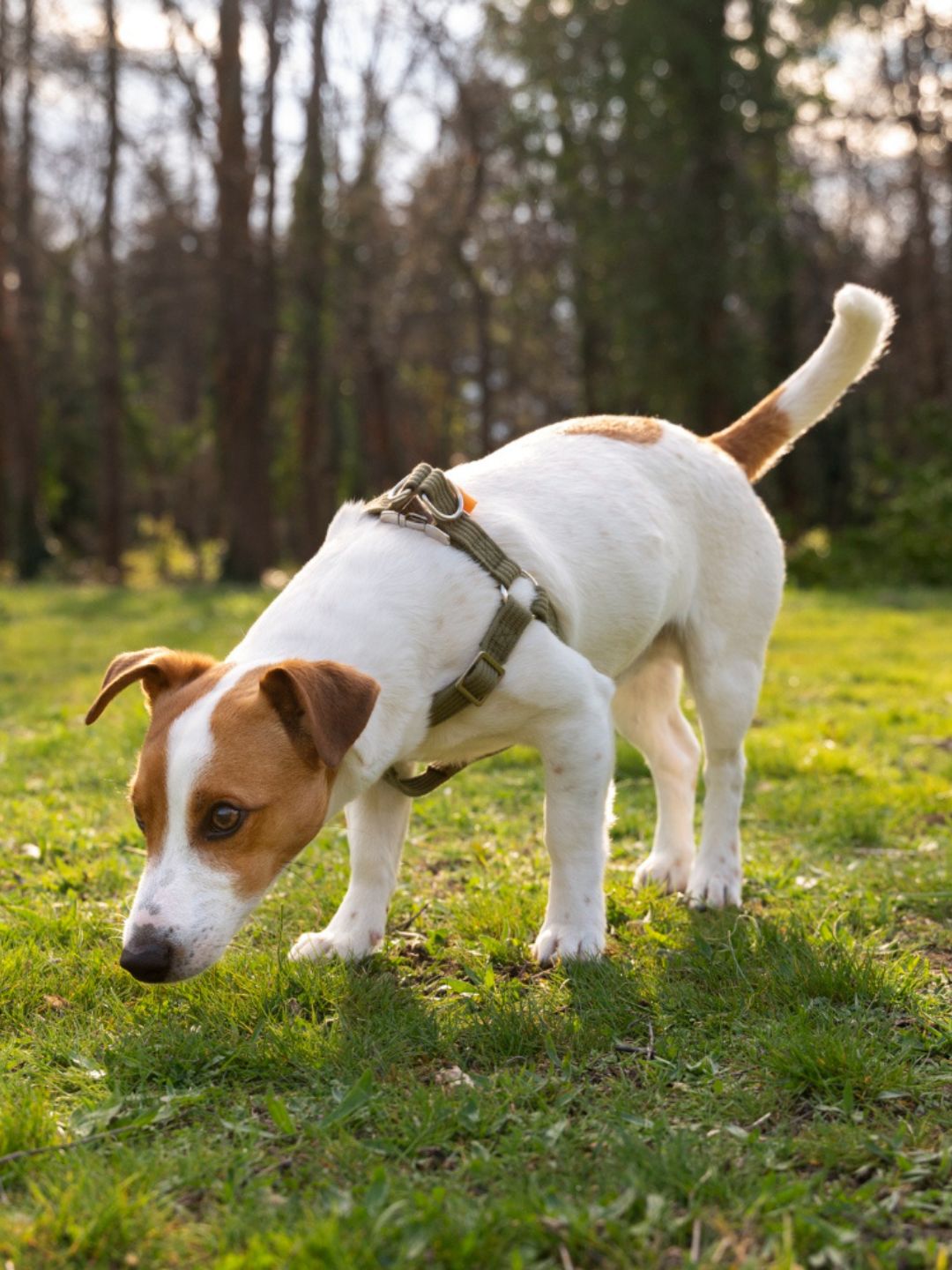 Poop Patrol Dog Image